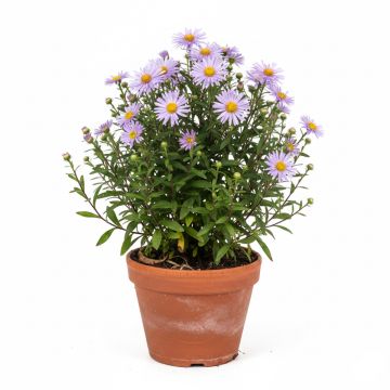 Aster dumosus Anneke - Aster nain