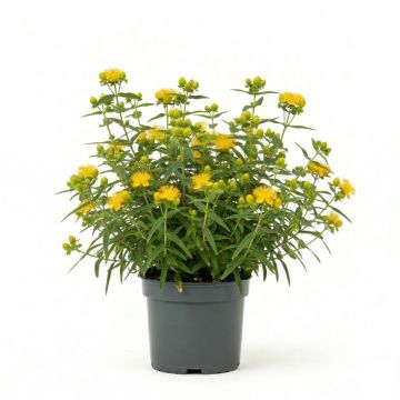Millepertuis Buttercup - Hypericum densiflorum