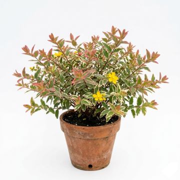 Millepertuis tricolore - Hypericum moserianum Tricolor