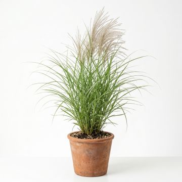 Miscanthus sinensis Gracillimus - Eulalie, Roseau de Chine