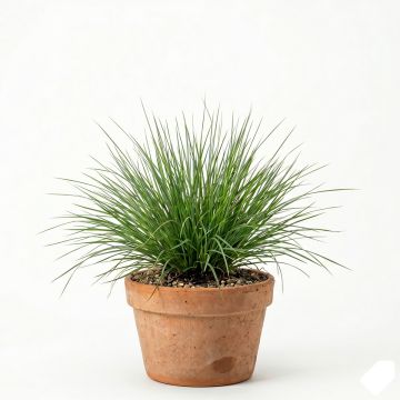 Molinia caerulea Moorhexe - Molinie bleue