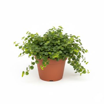 Muehlenbeckia complexa 