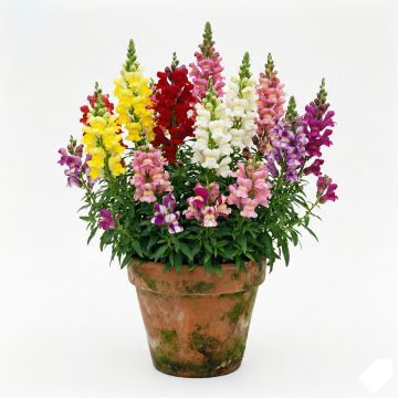 Graines de muflier Maximum Bronze - Antirrhinum majus