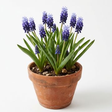 Muscari latifolium