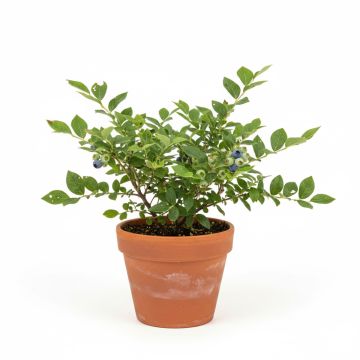 Myrtillier Northcountry