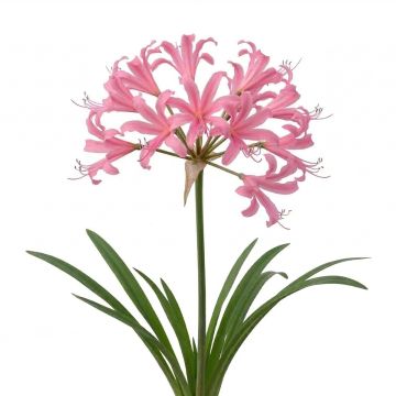 Nérine hybride - Amarine belladiva Anastasia