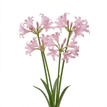 Nérine hybride - Amarine belladiva Anastasia