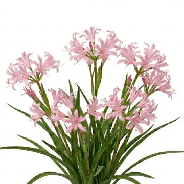 Nerine undulata - Nérine ondulée