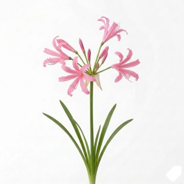Nerine bowdenii type - Lis de Guernesey