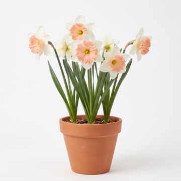 Narcisse à grande coupe blanc-rose