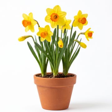 Narcisse à grande coupe jaune-rouge