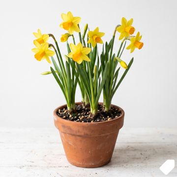 Narcisse trompette jaune