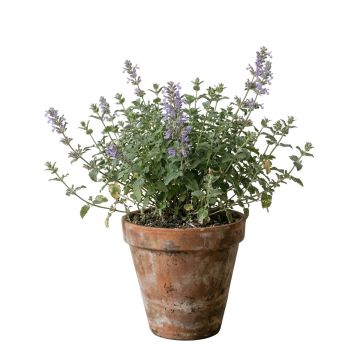 Nepeta faassenii Six Hill s Giant