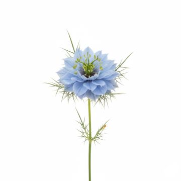 Graines de Nigelle de Damas Miss Jekyll Blue - Nigella damascena