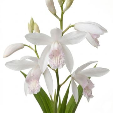 Orchidée jacinthe Blanche- Bletilla striata Alba