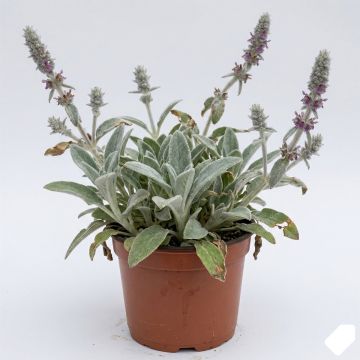 Stachys byzantina - Oreilles d'ours