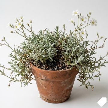 Cerastium biebersteinii - Oreille de souris 