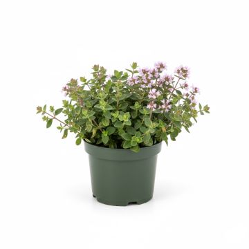 Origan commun ou Marjolaine - Origanum vulgare Compactum