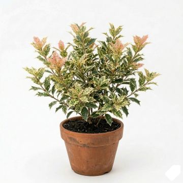 Osmanthus heterophyllus tricolor en godet de 9cm
