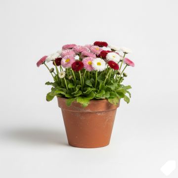 Pâquerette Tasso en mélange Mini-motte - Bellis Perennis