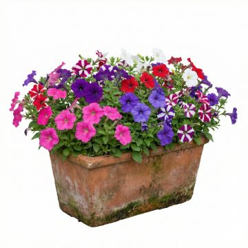 Pétunias nains  Choice en mélange - Petunia hybrida nana compacta 