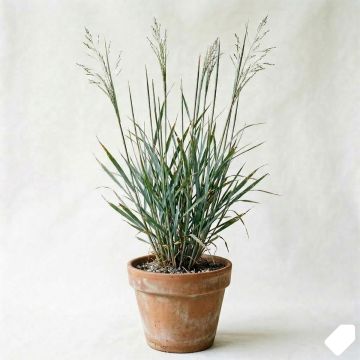 Panic érigé- Panicum virgatum Northwind 