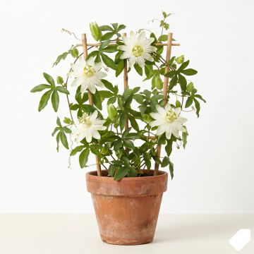 Passiflore Snow Queen