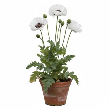 Pavot d'Orient, Papaver orientale Royal Wedding