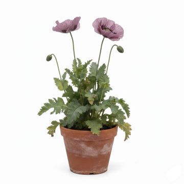 Pavot d Orient - Papaver orientale Patty s Plum