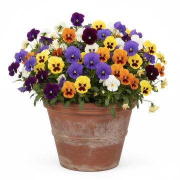 Pensées géantes de Suisse en mélange - Viola X wittrockiana