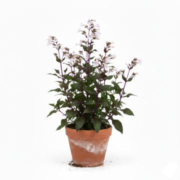 Penstemon digitalis Husker Red - Galane
