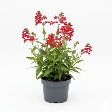 Penstemon Schoenholzeri