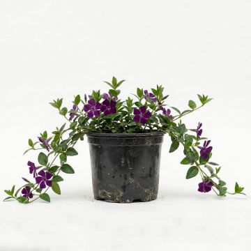 Pervenche, Vinca Minor Atropurea