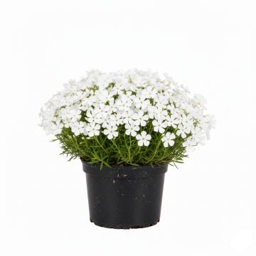 Phlox mousse White Delight