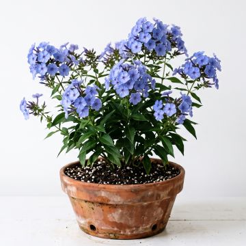 Phlox subulata Emerald Cushion Blue - Phlox mousse bleu clair