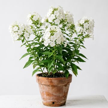 Phlox mousse White Delight