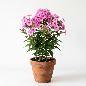 Phlox mousse Candy Stripes