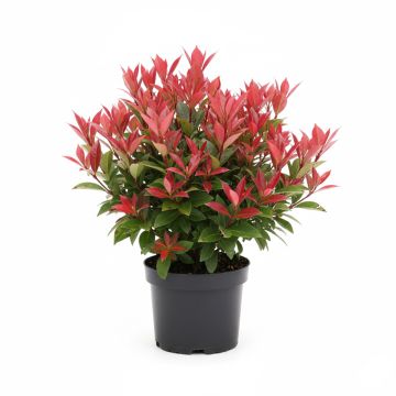 Photinia fraseri Carré Rouge 30/40cm en pot de 3.5L