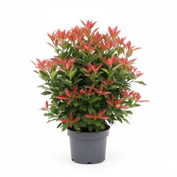 Photinia Red Robin
