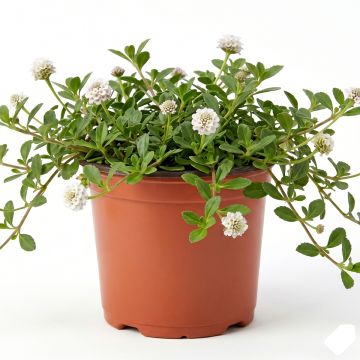 Phyla nodiflora var. canescens - Lippia nodiflora