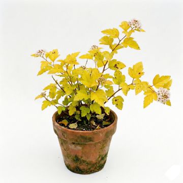 Physocarpus Dart s Gold en godet de 9cm- Physocarpe