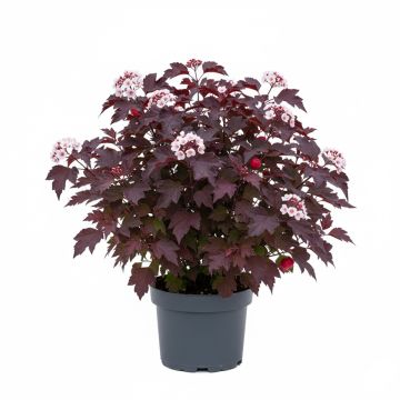Physocarpus opulifolius Red Baron - Physocarpe à feuille d'obier