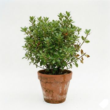 Pittosporum compact