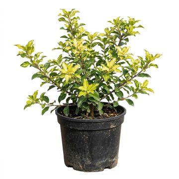 Pittosporum panaché