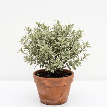 Pittosporum &agrave; petites feuilles panach&eacute;