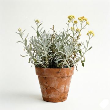 Plante curry, Immortelle