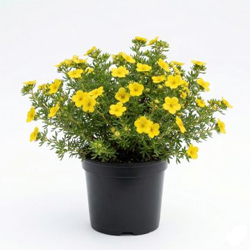 Potentille arbustive jaune