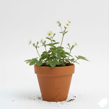 Potentilla alba - Potentille blanche