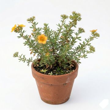 Potentille arbustive Mango Tango