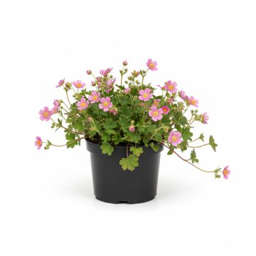 Potentilla nepalensis Miss Wilmott - Potentille vivace du Népal